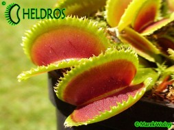Dionaea Muscipula SAWTOOTH