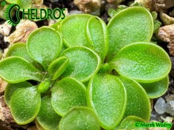 TŁUSTOSZ Pinguicula ORCHIDIOIDES - STOLONIFERA