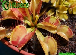 Dionaea Muscipula CHARLY MANDON'S SPOTTED