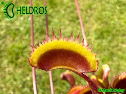 MUCHOŁÓWKA Dionaea Muscipula GOLDSTRIKE