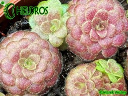 TŁUSTOSZ Pinguicula LAUEANA (Crimson red flower)