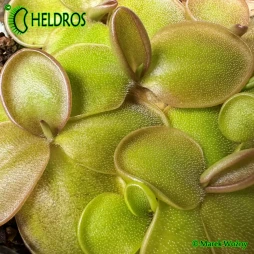 TŁUSTOSZ Pinguicula MORANENSIS var. ROSEI