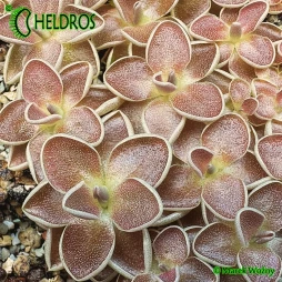 TŁUSTOSZ Pinguicula EHLERSIAE Ixmiquilpan, Hidalgo