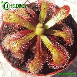 ROSICZKA Drosera VENUSTA