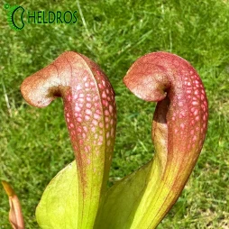 MK H238 Sarracenia x 'Ladybug'
