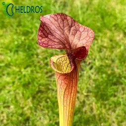 MK H213 Sarracenia x ‘Orange Fire’