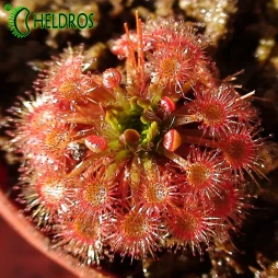 Rosiczka Drosera x Badgerupii - 15 Gemmae