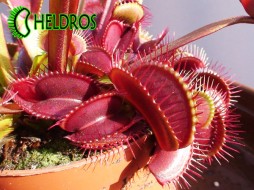 MUCHOŁÓWKA Dionaea Muscipula ROYAL RED