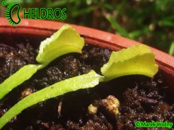 Dionaea Muscipula MARS
