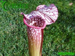 MK H2 Sarracenia x ''Diane Whittaker''