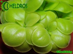TŁUSTOSZ Pinguicula MIRANDAE - Oaxaca