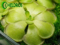 TŁUSTOSZ Pinguicula CYCLOSECTA - unikatowy