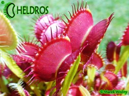 Dionaea Muscipula DINGLEY GIANT