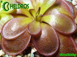 TŁUSTOSZ Pinguicula POTOSIENSIS Red Leaves P34H