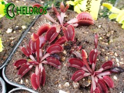 MUCHOŁÓWKA Dionaea Muscipula RED BURGUNDY