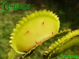 MUCHOŁÓWKA Dionaea Muscipula KILLER QUEEN - AF1