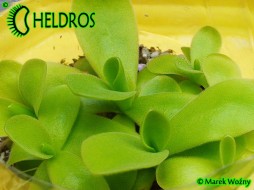 TŁUSTOSZ Pinguicula GIGANTEA biały kwiat