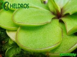 TŁUSTOSZ Pinguicula EMARGINATA - piękny