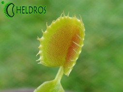 Dionaea Muscipula CUP TRAP - dziwna