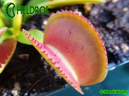 Dionaea Muscipula MICRODENT