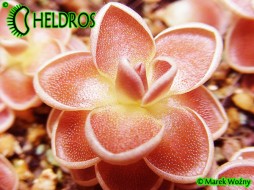TŁUSTOSZ Pinguicula spec. TOLANTONGO