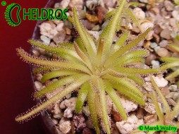 TŁUSTOSZ Pinguicula GYPSICOLA Buena Vista