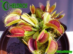 MUCHOŁÓWKA Dionaea Muscipula G16 - Adrian Slack's giant