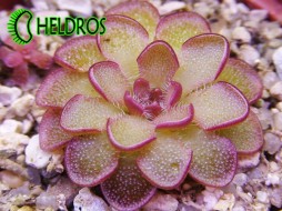 TŁUSTOSZ Pinguicula KONDOI