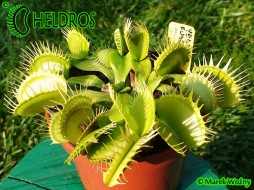 Dionaea Muscipula YELLOW FUSED TEETH Ch.K.