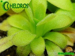 TŁUSTOSZ Pinguicula MARTINEZII - klon C OG