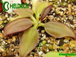 TŁUSTOSZ Pinguicula PARVIFOLIA