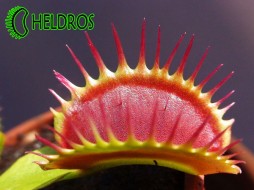 MUCHOŁÓWKA Dionaea Muscipula BIG MOUTH