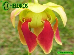 MK H126 Sarracenia x 'Dino Almacolle'