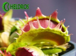 Dionaea Muscipula FUSED TOOTH