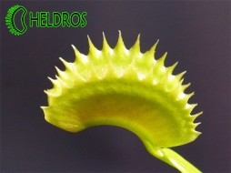 Dionaea Muscipula DENTATE - drapieżna