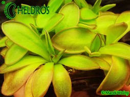TŁUSTOSZ Pinguicula YUCCA DO 1718