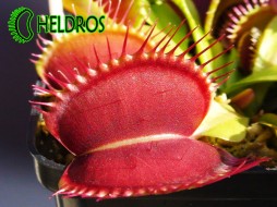 Dionaea Muscipula GIANT TRAP - MK DM27