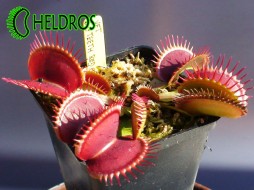 MUCHOŁÓWKA Dionaea Muscipula BIG TEETH RED GIANT