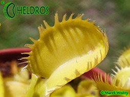 Dionaea Muscipula TRITON