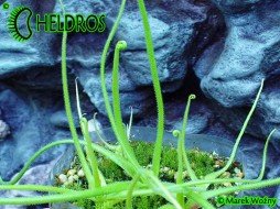 TŁUSTOSZ Pinguicula HETEROPHYLLA La Cienega
