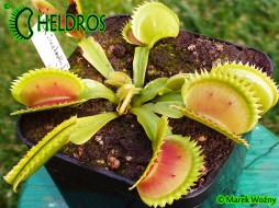 Dionaea Muscipula UK SAWTOOTH 1 - piła