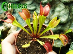 MUCHOŁÓWKA Dionaea Muscipula PARADISIA