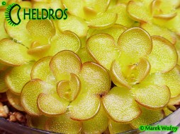 TŁUSTOSZ Pinguicula RETICULATA Aramberri , Mexico