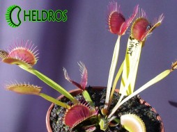 MUCHOŁÓWKA Dionaea Muscipula PURPLE GIANT - olbrzym