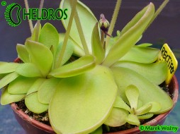 TŁUSTOSZ Pinguicula RECTIFOLIA