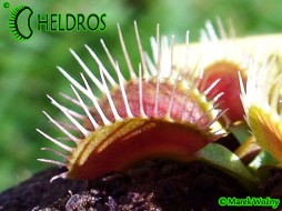 MUCHOŁÓWKA Dionaea Muscipula PHALANX