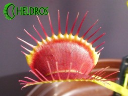 Dionaea Muscipula G14 - Dirk Ventham's Giant