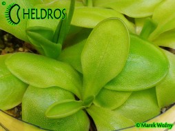TŁUSTOSZ Pinguicula ZECHERI duży kwiat