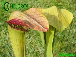 MK H162 Sarracenia x ‘Frogman’