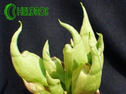 Sarracenia x 'SMURF'- smerf